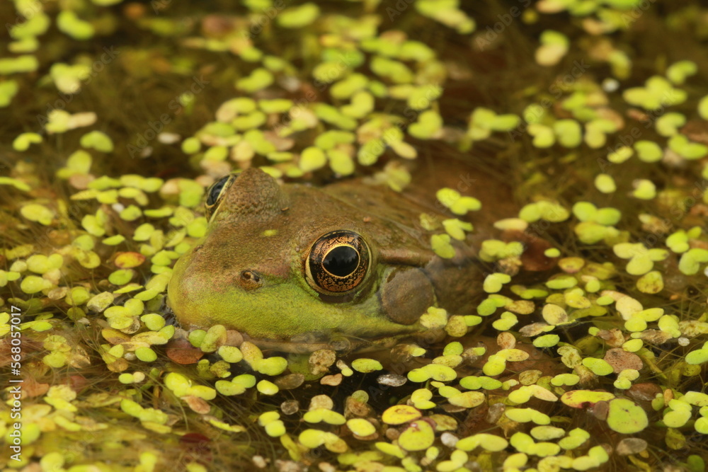 Wall mural Green frog (Rana clamitans) with duckweed