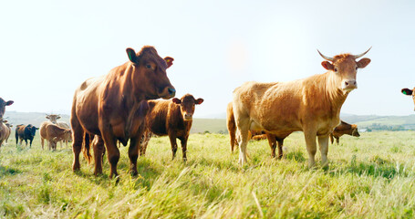 Farm, nature and cow field in countryside with peaceful animals eating and relaxed in sunshine....