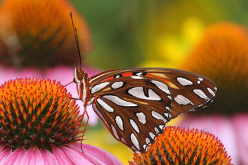  Gulf fritillary (Dione vanillae) on purple coneflower echinacea