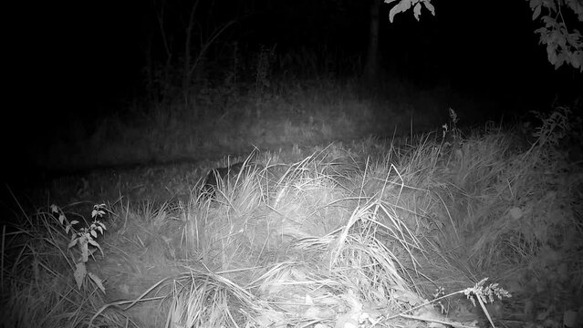 European badger Meles meles  and red fox Vulpes vulpes at summer night