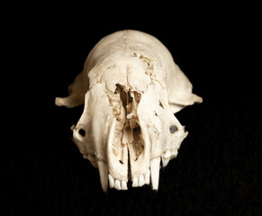 North American River Otter Skull