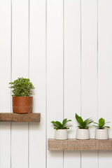 Houseplant -Front view of Indoor Pot plants over white background on the wooden shelf.