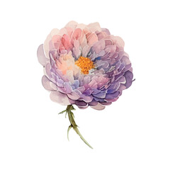 dahlia isolated on white,watercolor flower