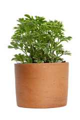 Houseplant - Font view of a potted plant isolate on white background