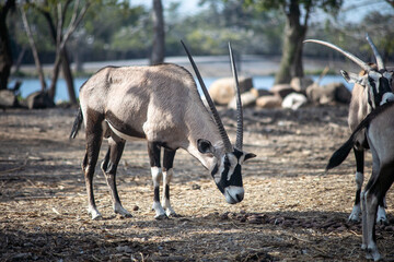 Oryx and their herd looking for something to eat