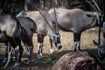 Oryx and their herd looking for something to eat