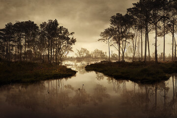 moody swamp with water, trees, and moss - obrazy, fototapety, plakaty