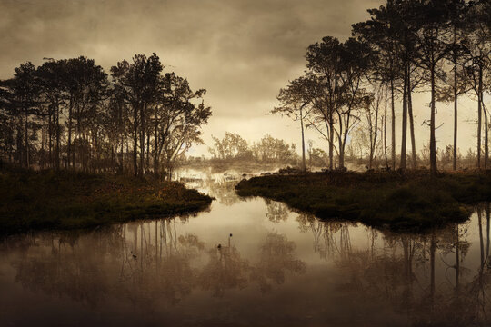 Moody Swamp With Water, Trees, And Moss