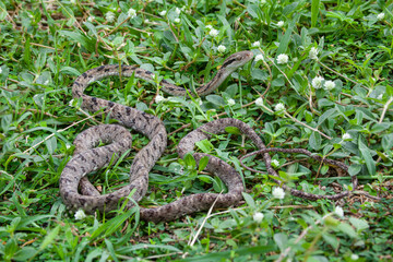Small striped snake on grasses in the open field.