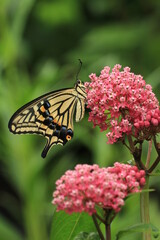 asian swallowtail butterfly (papilio xuthus) on flower