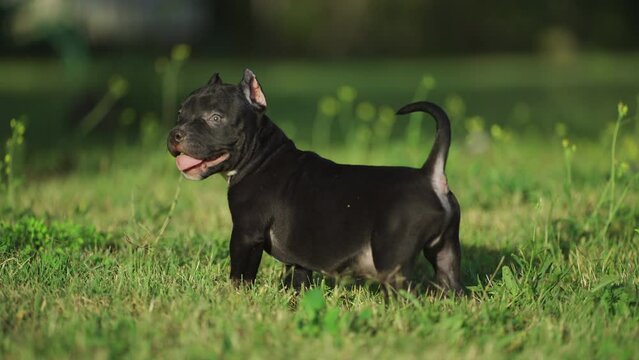 Puppy american bully walking on the lawn in summer. High quality 4k footage