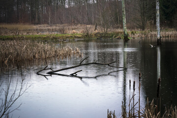 Forest lake in winter or autumn with flooded trees and withered reeds while raindrops fall at the calm surface