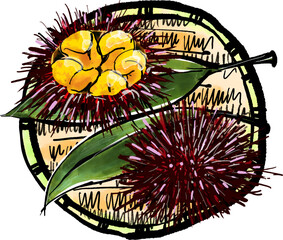 赤ウニ（あかうに）の手書きイラスト（筆書き水彩墨絵風）