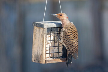 A Northern Flicker on a Suet Feeder