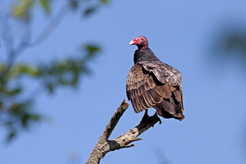 A Turkey Vulture on Perched on a Branch