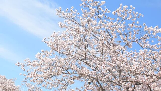 桜の花　そめいよしの
