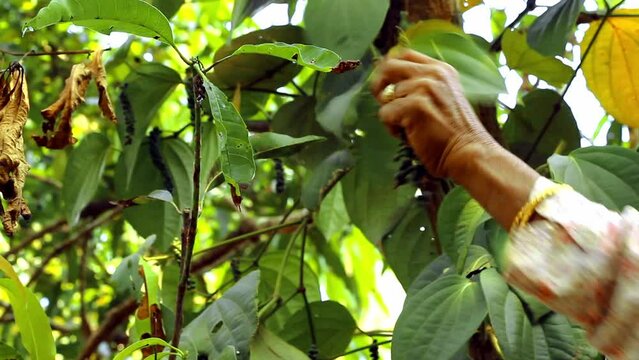 green peppercorn hand plucked from tree