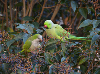 Green parrots couple on tropical tree