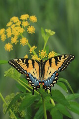 eastern tiger swallowtail butterfly female (papilio glaucus) on a golden alexenders flower