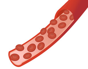 赤血球が血管を流れるイメージのイラスト-背景は透過です。