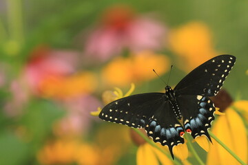 Eastern black swallowtail female (papilio polyxenes) on swamp milkweed (asclepias incarnata) 