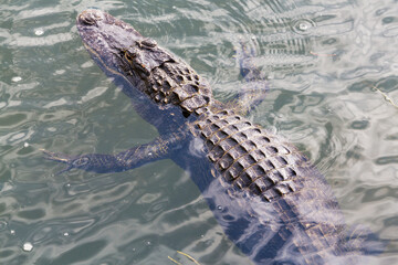 Alligator