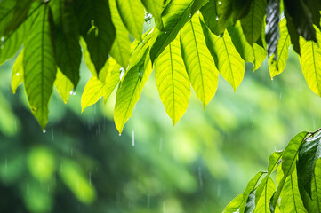 raining shower drop on leaf tree, close up of rainfall in jungle,Heavy Rain Falling on Tree Leaves in forest. droplets fixed on green leaves, Raining day in tropical forest. Raindrop in deep jungle.