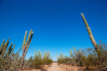 Road in Baja