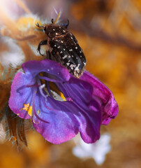 Bug on purple flower