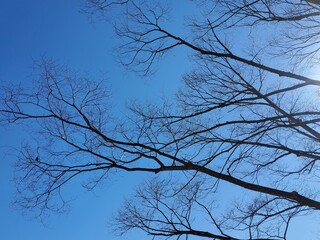 thin tree trunk stretching straight up towards the sky