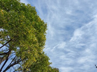 thin tree trunk stretching straight up towards the sky