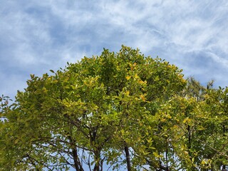 3D Illustration of Tree With Falling Leaves