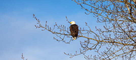 Bold Eagle sitting on a tree branch during sunny winter day. Squamish, British Columbia, Canada.