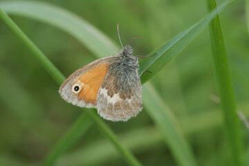 Closeup on a Small Heath butterfly, Coenonympha pamphilus , hiding among the green vegetation and grass