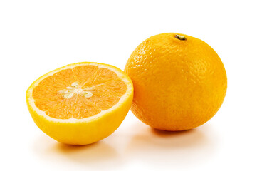 柑橘新品種、はるひ