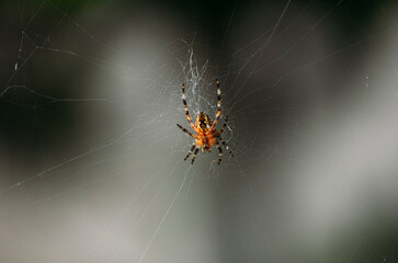 spider on web