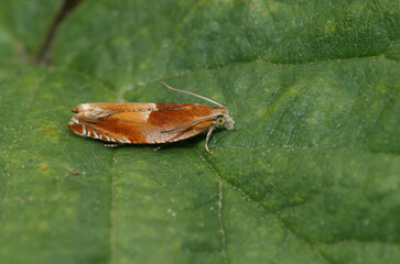 Natural closeup on the small but colorful Red roller moth, Ancylis mitterbacheriana sitting on a green leaf