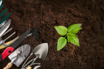 Tools for pruning trees on ground in garden