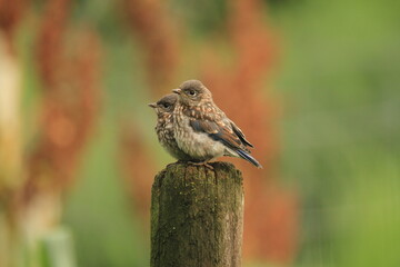 Fledgling bluebird babies on post (Sialia sialis) 