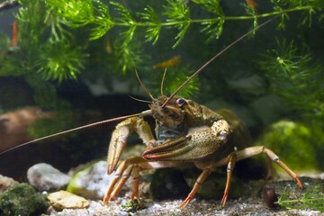narrow-clawed crayfish with big claw walk on sand gravel substrate, planted biotope aquarium, wild caught domesticated freshwater species, highly adaptable invasive predator, shallow dof background