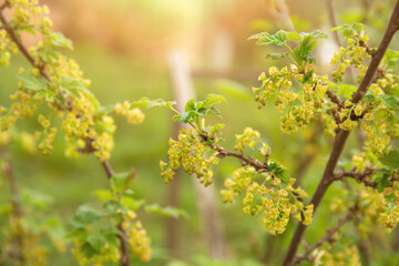 Rich branch of red currant is getting ripe.Ovary at the currant bush.