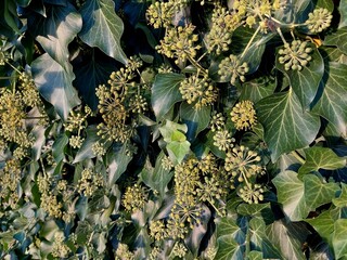 Ivy, a medicinal plant in abundant bloom in autumn, useful for coughing and respiratory diseases