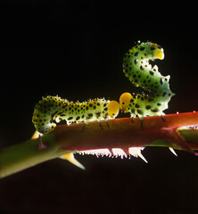 caterpillars on a leaf