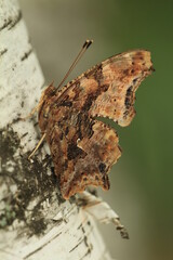 Question mark butterfly (Polygonia interrogationis) on birch bark
