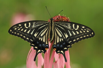 Asian swallowtail (papilio xuthus) butterfly 