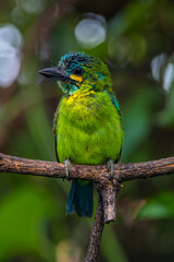 The yellow-eared barbet (Psilopogon australis)