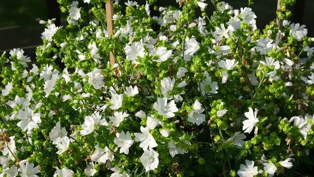 Malva alcea white perfection growing in a backyard. Common name is Greater musk-mallow, cut-leaved, vervain or hollyhock mallow. Floral background. Ornamental plant for landscaping. Garden design