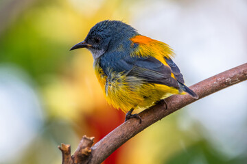 The orange-bellied flowerpecker (Dicaeum trigonostigma)