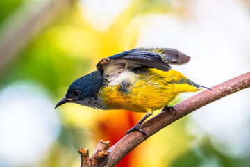 The orange-bellied flowerpecker (Dicaeum trigonostigma)