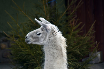 White alpaca in the zoo